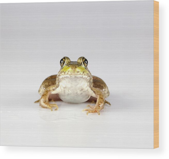 Frog Wood Print featuring the photograph What you looking at? #1 by John Crothers