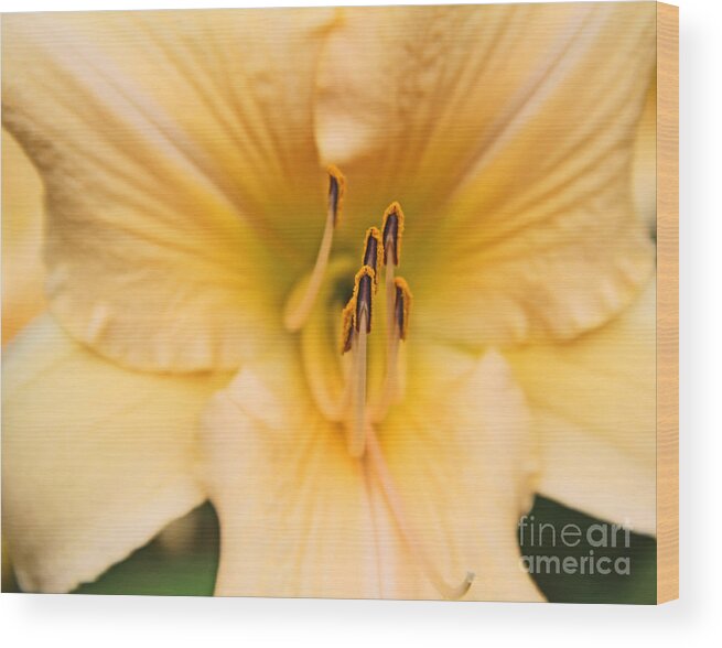 Lily Wood Print featuring the photograph Yellow Lily #1 by Rosemary Aubut