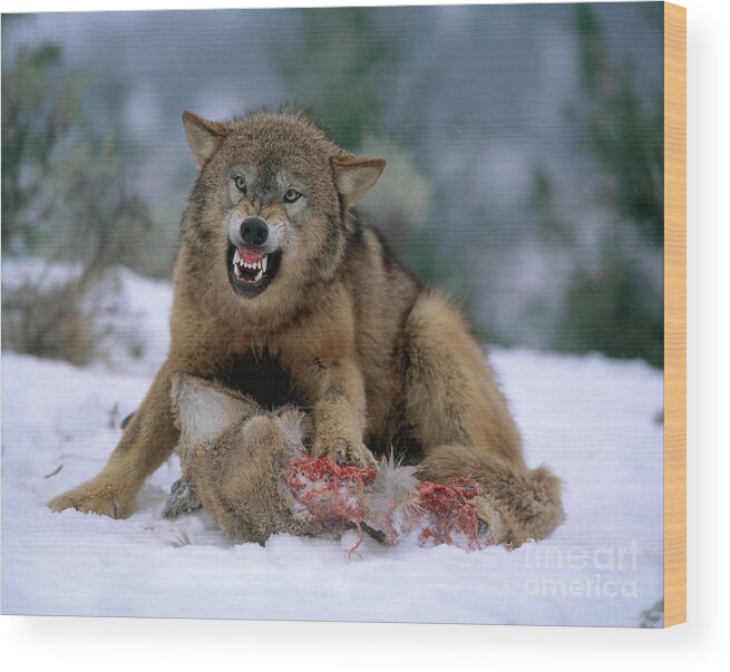 Gray Wolf Wood Print featuring the photograph Timber Wolf #11 by Hans Reinhard