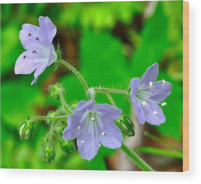 Wildflowers Wood Print featuring the photograph 120427_143 #120427143 by Walt Sterneman