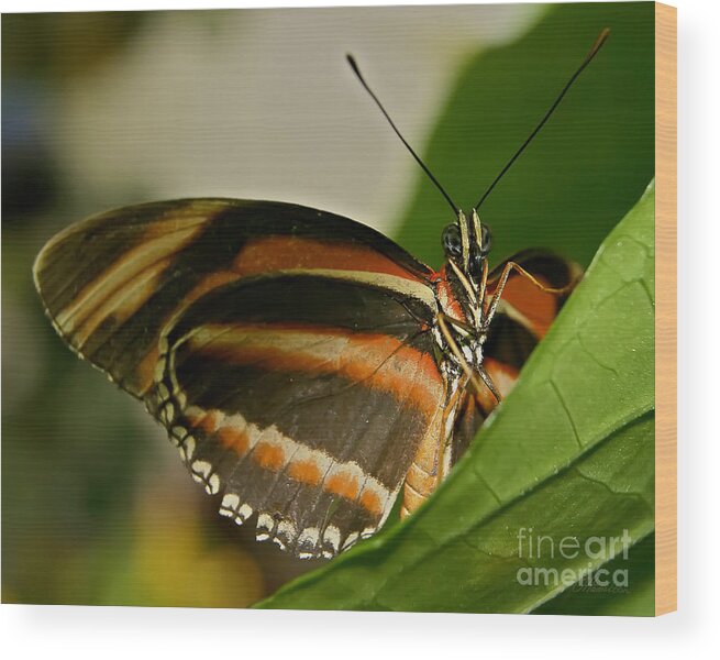 Butterfly Wood Print featuring the photograph Butterfly #14 by Olga Hamilton