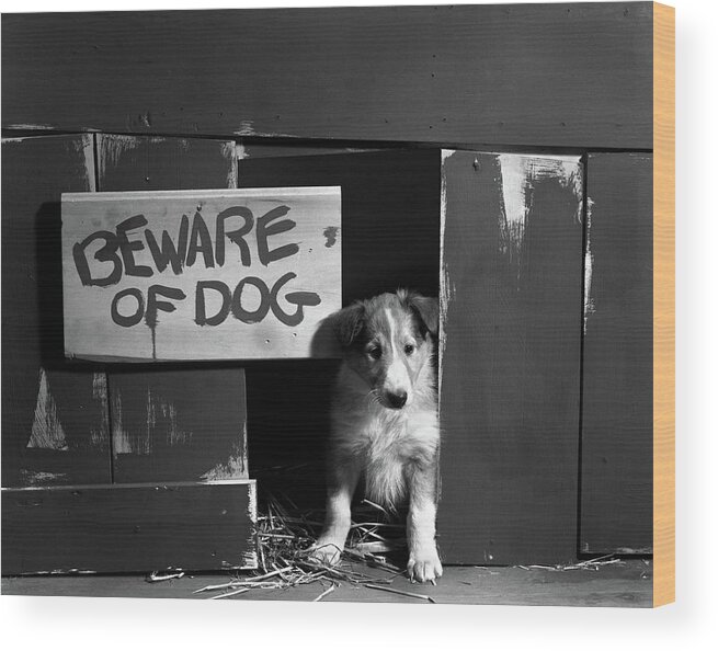 Photography Wood Print featuring the photograph 1960s Collie Dog Puppy Sitting In Door by Vintage Images