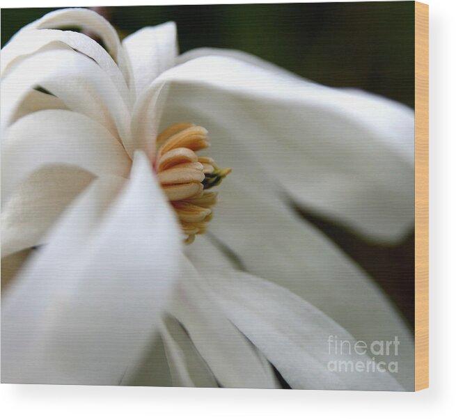 Flower Wood Print featuring the photograph Blown Away #1 by Neal Eslinger
