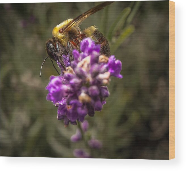 Flower Wood Print featuring the photograph Carpenter Bee on a Lavender Spike by Ron Pate
