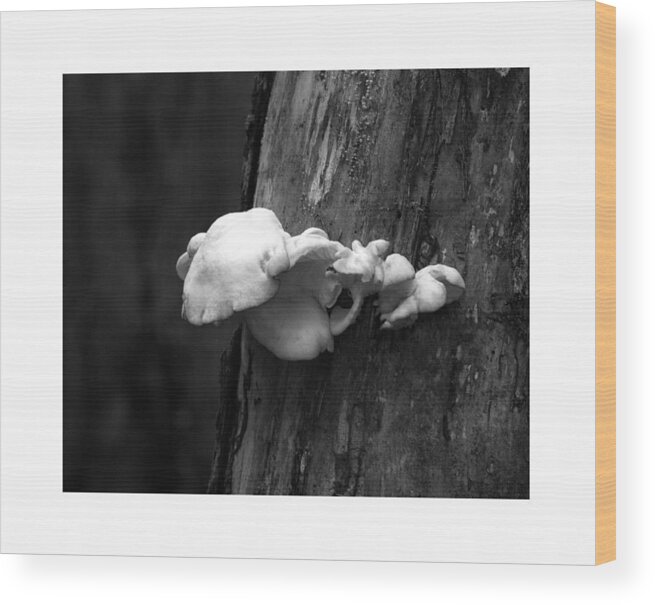 Natures Oddity's Wood Print featuring the photograph Fungi GLSPLA474 #2 by Gordon Sarti