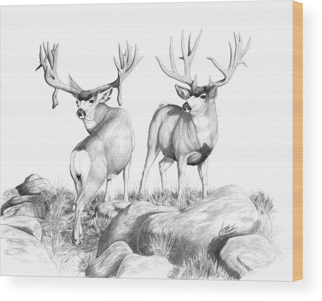 Mule Deer Wood Print featuring the drawing 2 Muley Bucks by Darcy Tate