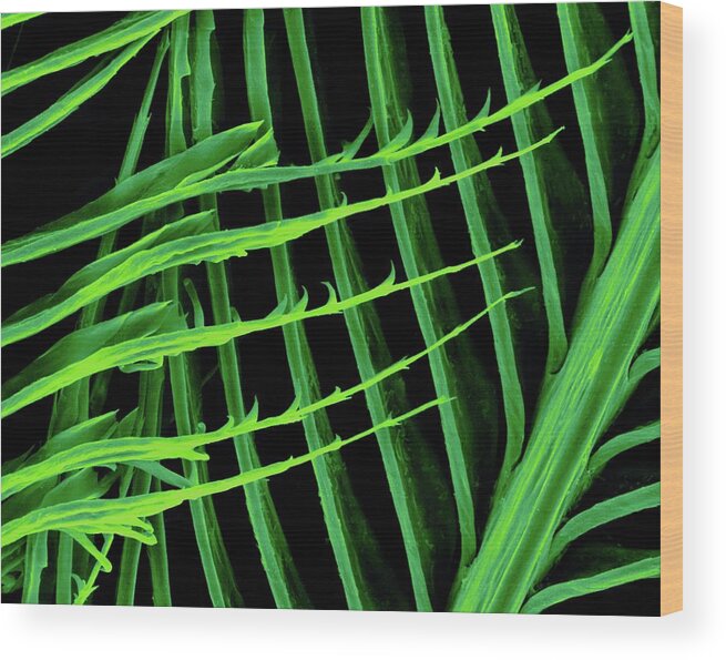 Feather Wood Print featuring the photograph Parrot (ara Ararauna) by Dennis Kunkel Microscopy/science Photo Library