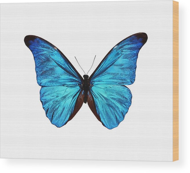Anatomy Wood Print featuring the photograph Rhetenor blue morpho butterfly #2 by Science Photo Library