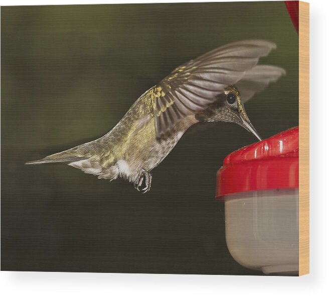 Ruby Throat Hummingbird Wood Print featuring the photograph Ruby-Throat Hummingbird #2 by Robert L Jackson