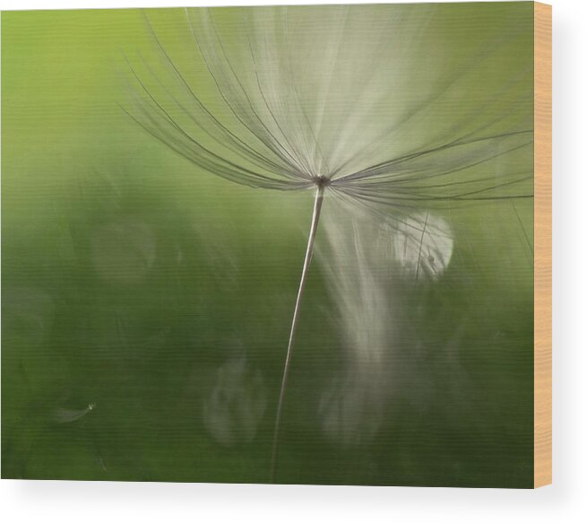 Macro Wood Print featuring the photograph Shadows In The Green #2 by Heidi Westum