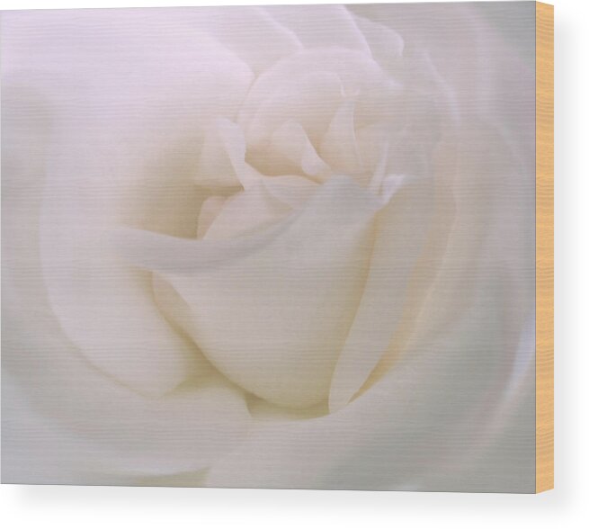 Rose Wood Print featuring the photograph Softness of a White Rose Flower by Jennie Marie Schell