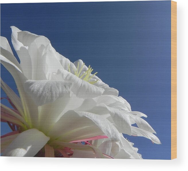 Flower Wood Print featuring the photograph Striking Contrast #2 by Deb Halloran