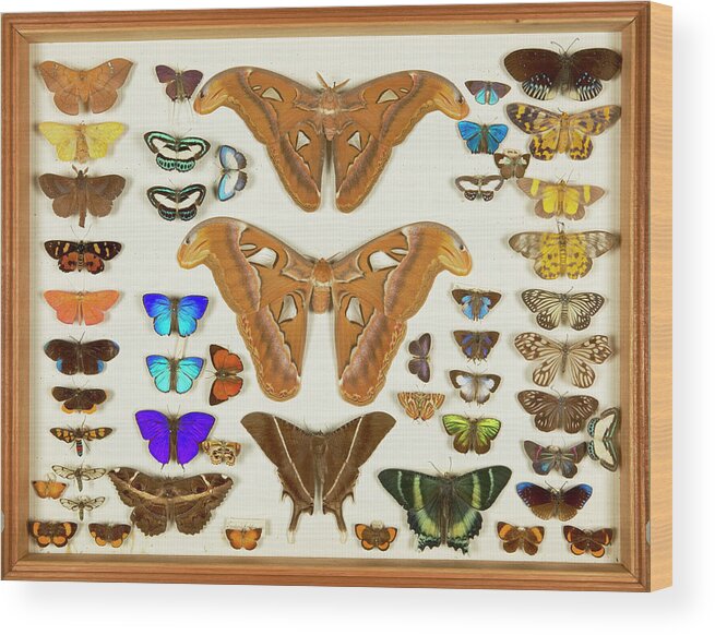 Wallace Collection Wood Print featuring the photograph Wallace Collection Butterfly Specimens #23 by Natural History Museum, London/science Photo Library