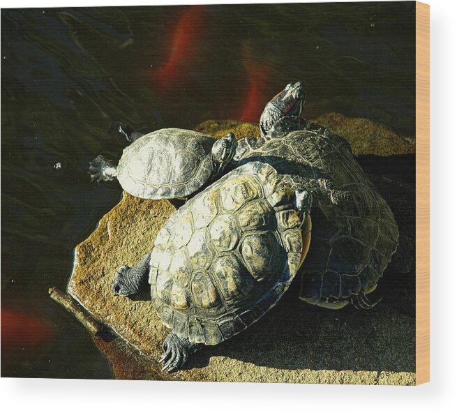 Turtles Wood Print featuring the photograph 3 Friends by Bruce Carpenter