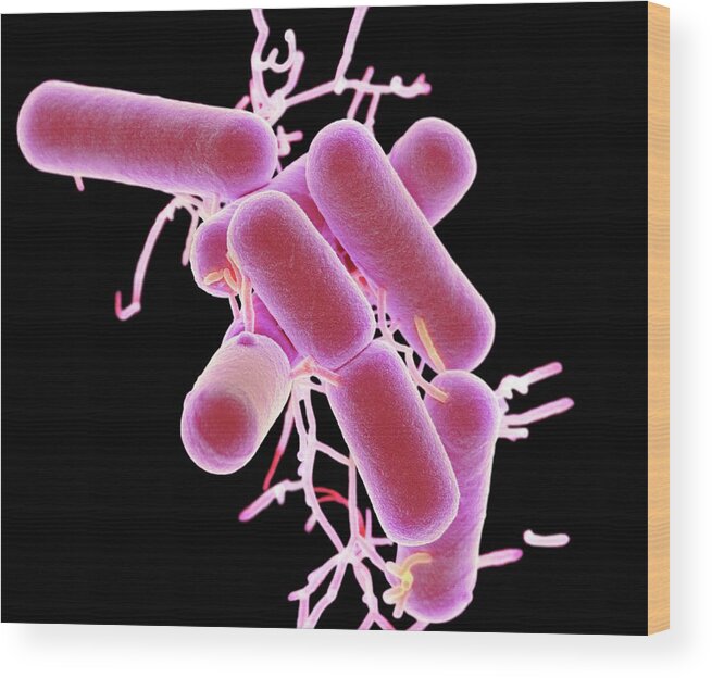 Lactobacillus Wood Print featuring the photograph Lactobacillus Bacteria #3 by Science Photo Library