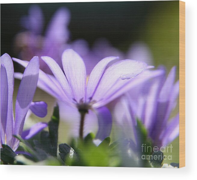 Flower Photography Wood Print featuring the photograph Purple Light by Neal Eslinger