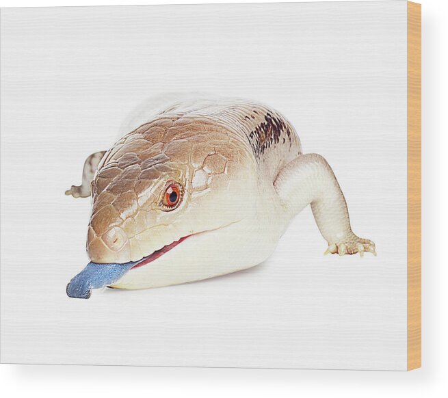 Animal Wood Print featuring the photograph Australian Reptiles On White #31 by Shannon Benson