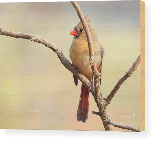 Nature Wood Print featuring the photograph Northern Cardinal #367 by Jack R Brock