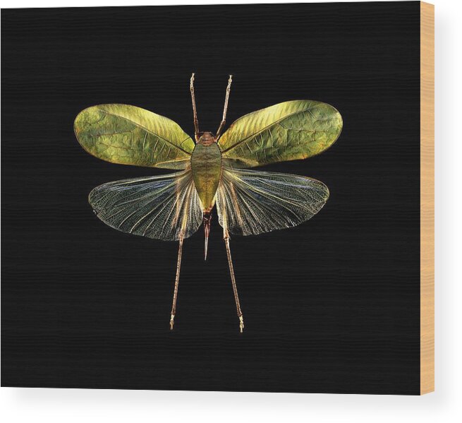Anatomy Wood Print featuring the photograph Bush-cricket #4 by Science Photo Library