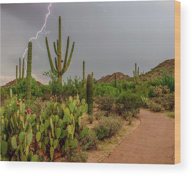 Arizona Wood Print featuring the photograph USA, Arizona, Tucson, Saguaro National #4 by Peter Hawkins