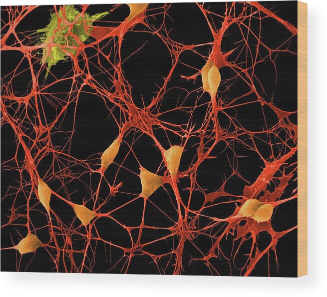 8705f Wood Print featuring the photograph Cortical Neurons #5 by Dennis Kunkel Microscopy/science Photo Library