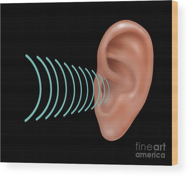 Illustration Wood Print featuring the photograph Sound Entering Human Outer Ear #5 by Gwen Shockey