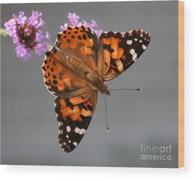 Painted Lady Butterfly Wood Print featuring the photograph American Painted Lady Butterfly #1 by Karen Adams