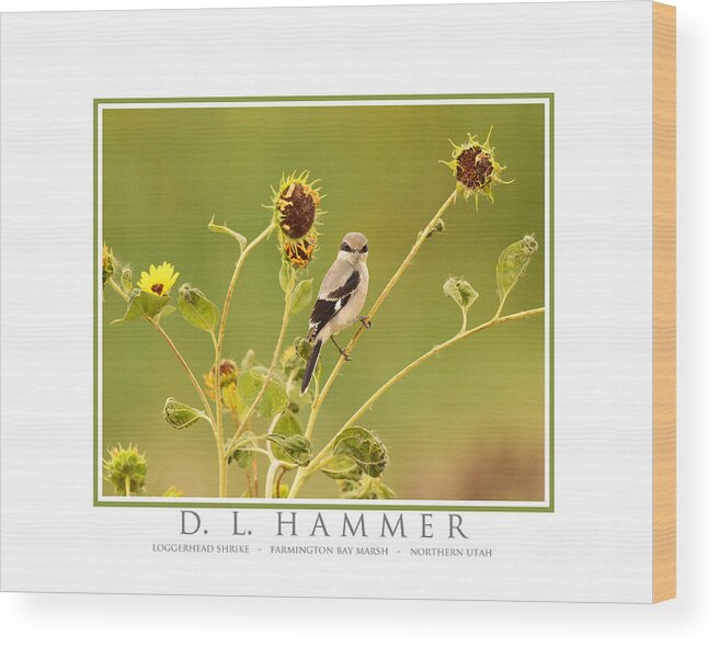Bird Wood Print featuring the photograph Loggerhead Shrike #8 by Dennis Hammer