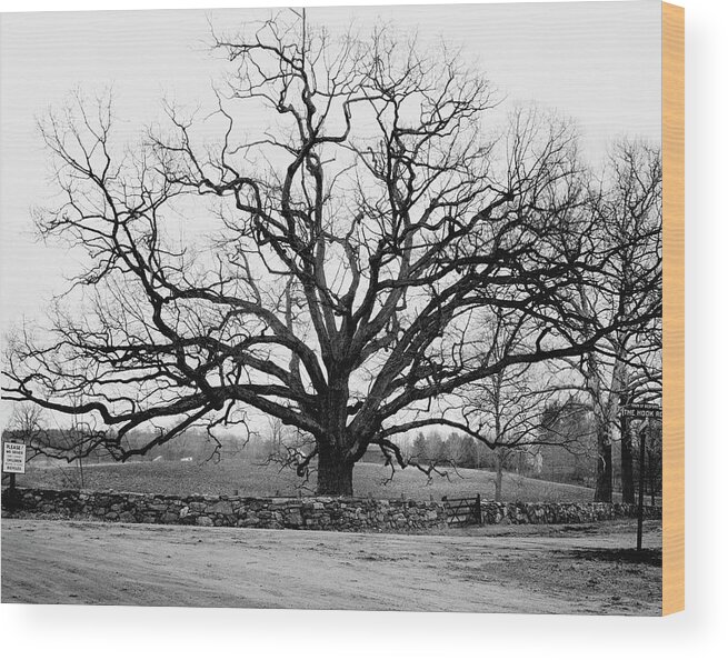 Exterior Wood Print featuring the photograph A Bare Oak Tree by Tom Leonard