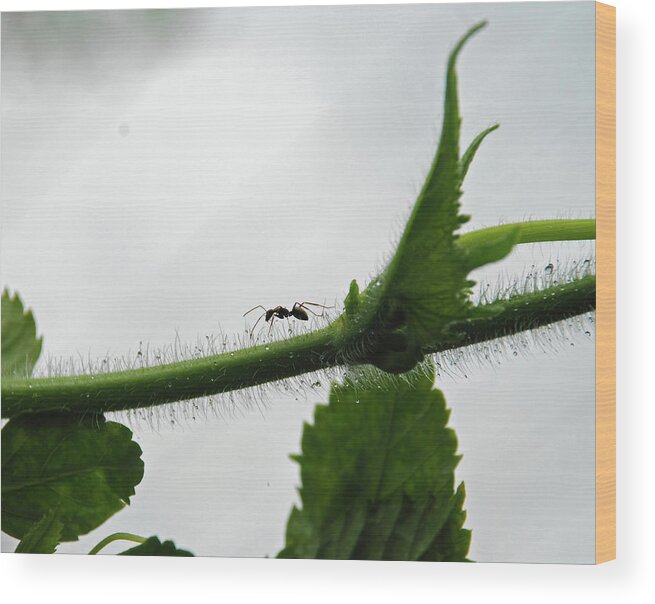 Insect Wood Print featuring the photograph A Bugs Life by Gopan G Nair