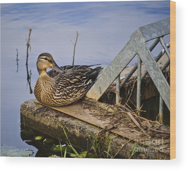 Duck Wood Print featuring the photograph A Duck With Style by Diego Re