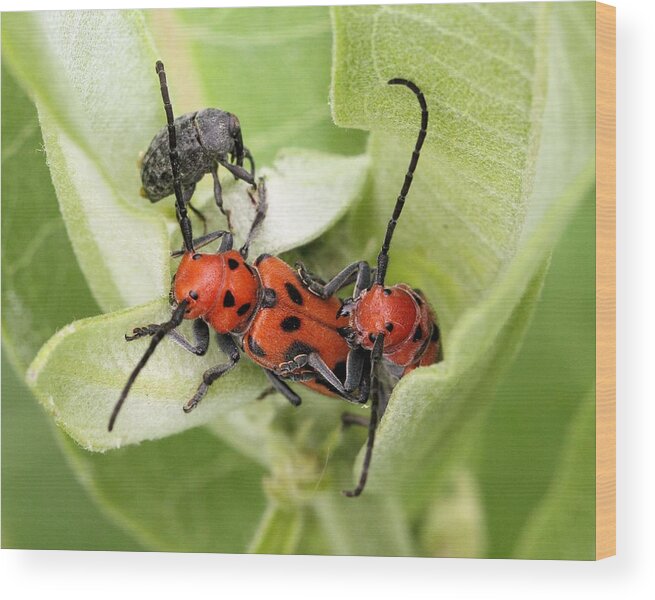 Red Milkweed Beetle Wood Print featuring the photograph A Little Crowded by Doris Potter