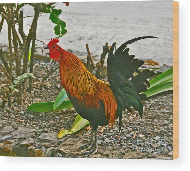 Joan Mcarthur Wood Print featuring the photograph A Rooster Wake Up Crowing by Joan McArthur