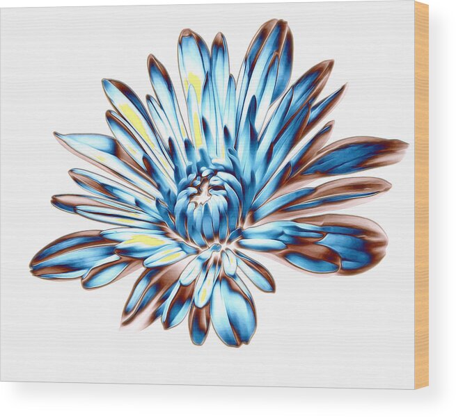 Blue Wood Print featuring the photograph A Splash Of Petaled Blue by Bill and Linda Tiepelman