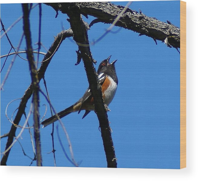 Birds Wood Print featuring the photograph A Spotted Towhee mid-Song by Ben Upham III