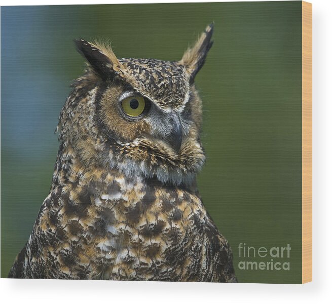 Nina Stavlund Wood Print featuring the photograph A Watchful Eye... by Nina Stavlund