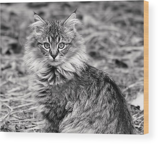 Cat Wood Print featuring the photograph A Young Maine Coon by Rona Black