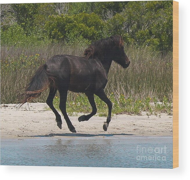 Shackleford Banks Wood Print featuring the photograph All Hoofs in the Air by Cathy Lindsey