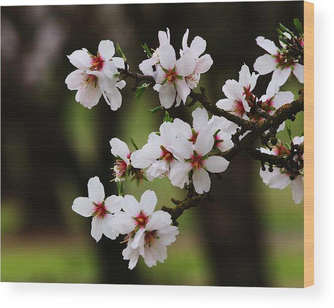 Almond Wood Print featuring the photograph Almond Blossoms by Robert Woodward