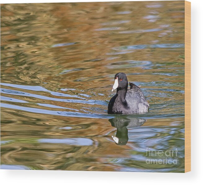 American Coot Wood Print featuring the photograph American Coot by Kate Brown