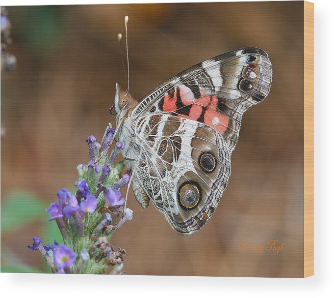 Butterfly Wood Print featuring the photograph American Lady by Dorothy Pugh