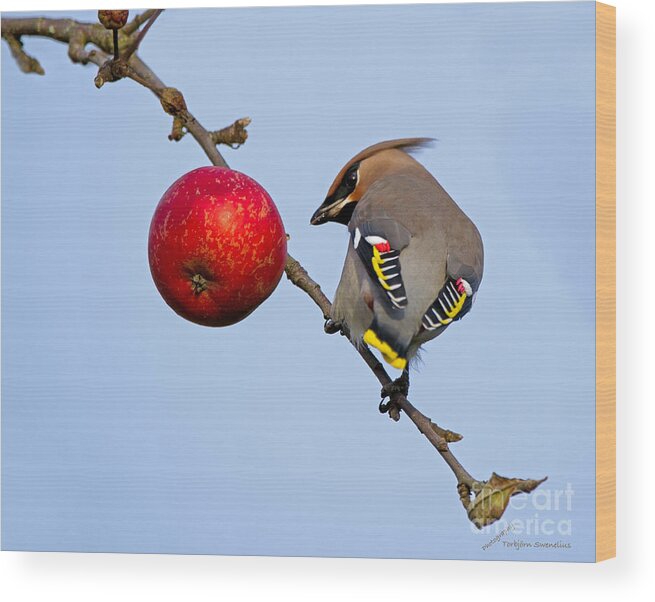 Waxwing Wood Print featuring the photograph An apple a day... by Torbjorn Swenelius