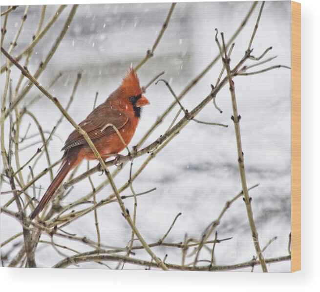 Cardinal Wood Print featuring the photograph Another Snowy Day by Jan Killian