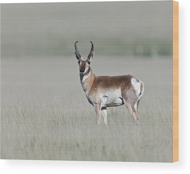 Antelope Buck Wood Print featuring the photograph Antelope Buck by Gary Langley