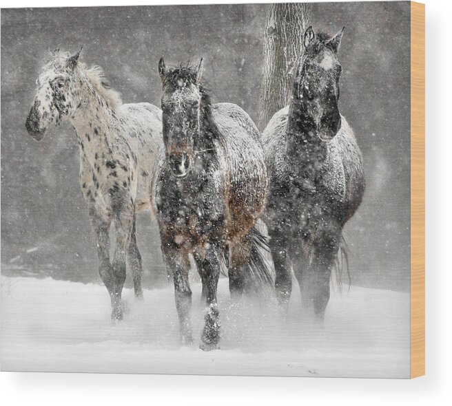  Wood Print featuring the photograph Appaloosa Winter Large by Wade Aiken