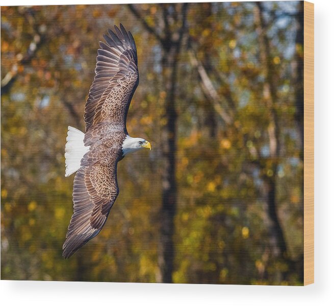 Da* 300 Wood Print featuring the photograph Autumn Eagle by Lori Coleman