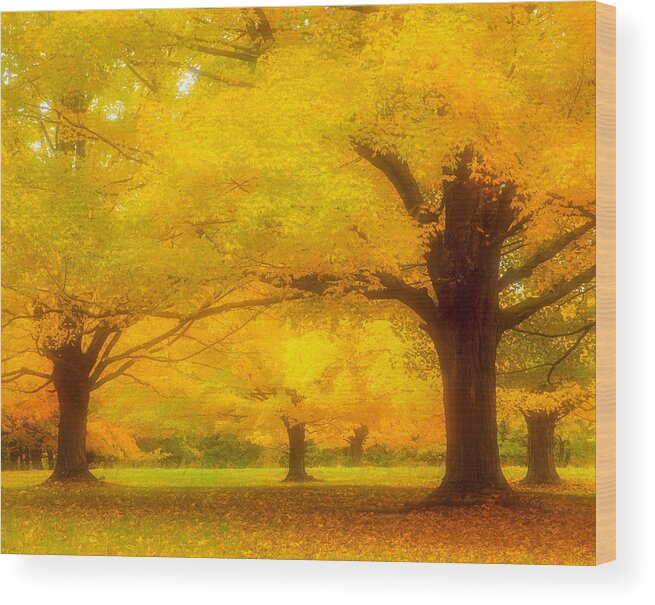 Autumn Wood Print featuring the photograph Autumn Glow by Michael Hubley