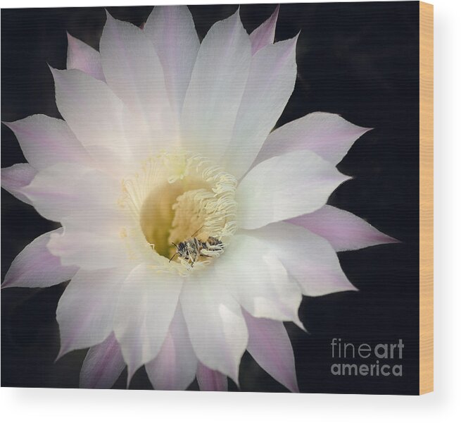 Cactus Flower Wood Print featuring the photograph Barely Pink by Tamara Becker