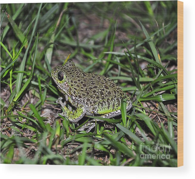 Frog Wood Print featuring the photograph Barking Tree Frog by Al Powell Photography USA