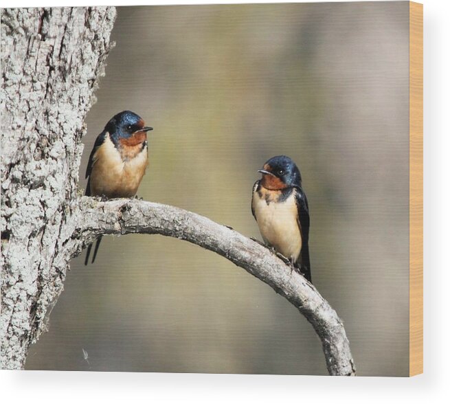 Barn Swallows Wood Print featuring the photograph Barn Swallows by John Dart